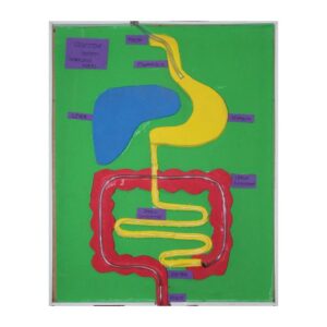 HUMAN DIGESTIVE SYSTEM WORKING MODEL