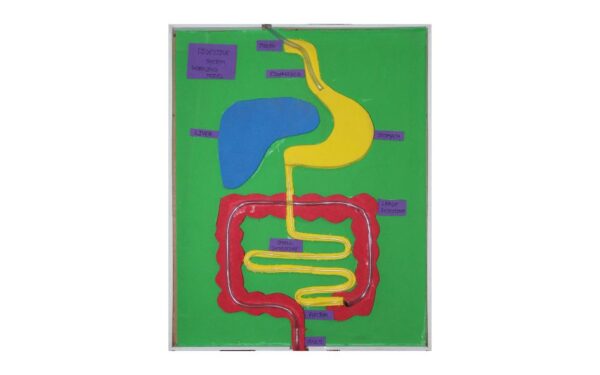 HUMAN DIGESTIVE SYSTEM WORKING MODEL