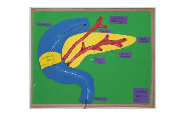 PANCREAS WORKING MODEL