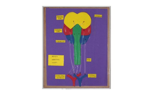 HUMAN BRAIN BLOOD FLOW WORKING MODEL