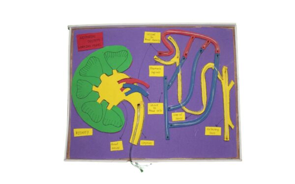 NEPHRON SYSTEM WORKING MODEL