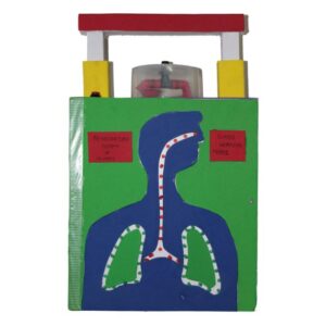 LUNGS WORKING MODEL