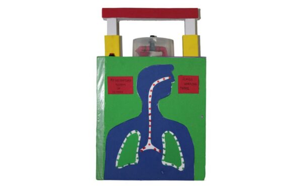 LUNGS WORKING MODEL