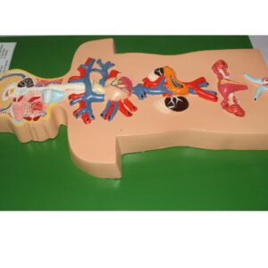 ENDOCRINE SYSTEM MODEL