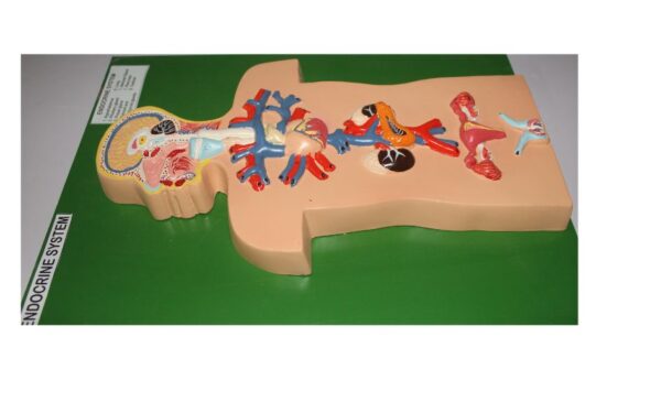 ENDOCRINE SYSTEM MODEL