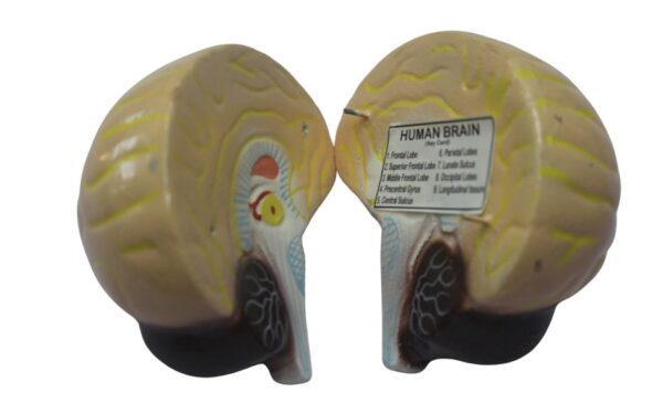 HUMAN BRAIN MODEL