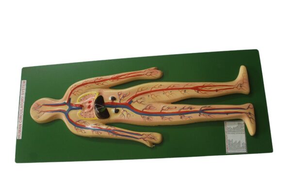 HUMAN CIRCULATORY SYSTEM MODEL