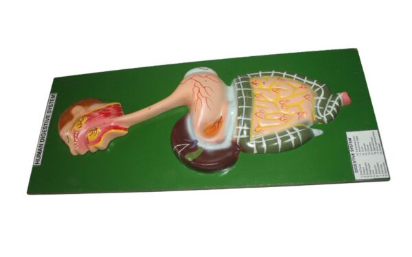 HUMAN DIGESTIVE SYSTEM MODEL