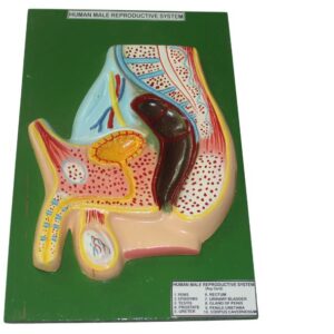 HUMAN MALE REPRODUCTIVE SYSTEM MODEL