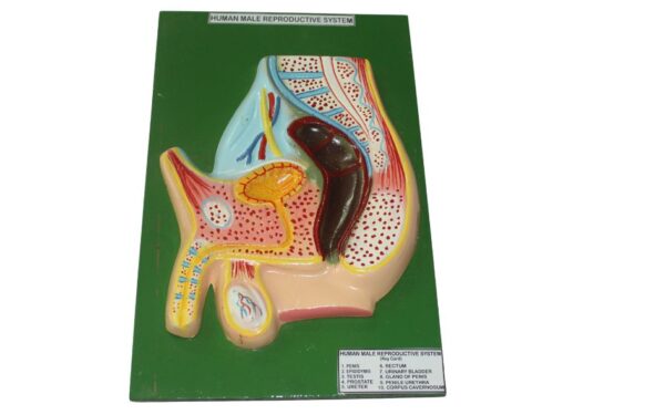 HUMAN MALE REPRODUCTIVE SYSTEM MODEL