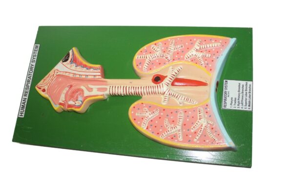 HUMAN RESPIRATORY SYSTEM MODEL